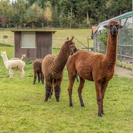 Zapfs Bauernhof Stiefmuetterchen Leilighet Tettnang Eksteriør bilde